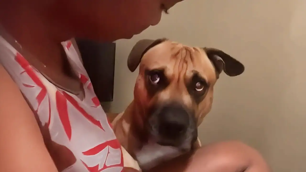 No One Warmed Me About Dogs' Attitudes π New Funny Dog Videos 2025