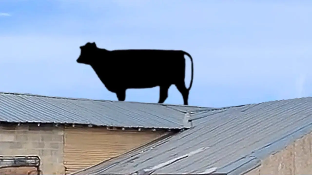 The FUNNIEST Farm Animals π€£ ππ·