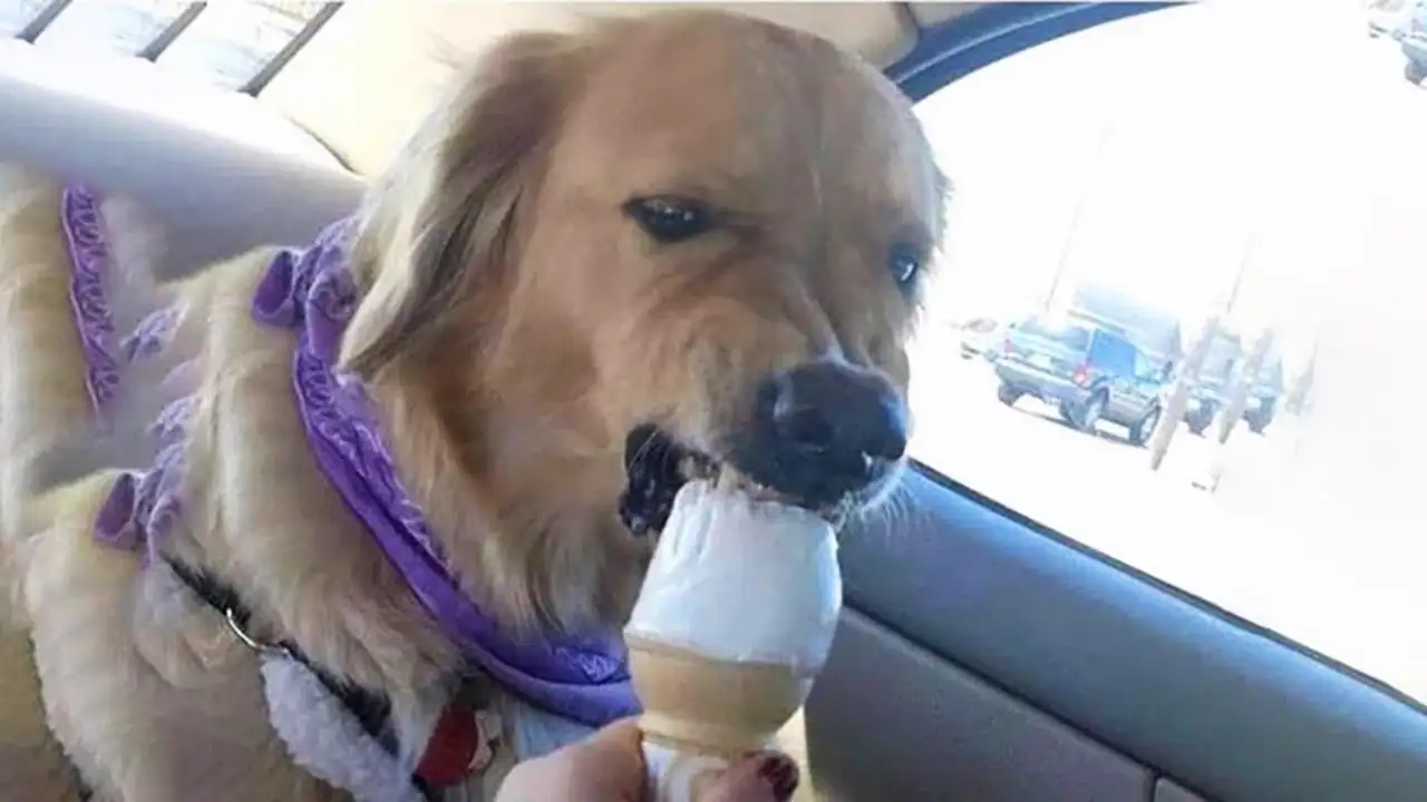 I dare you not to LAUGH at these FUNNY DOGS ๐ฆฎ - Funniest Videos Animals 2025