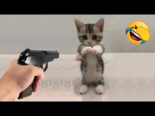 Crazy animals will make you laugh all day π