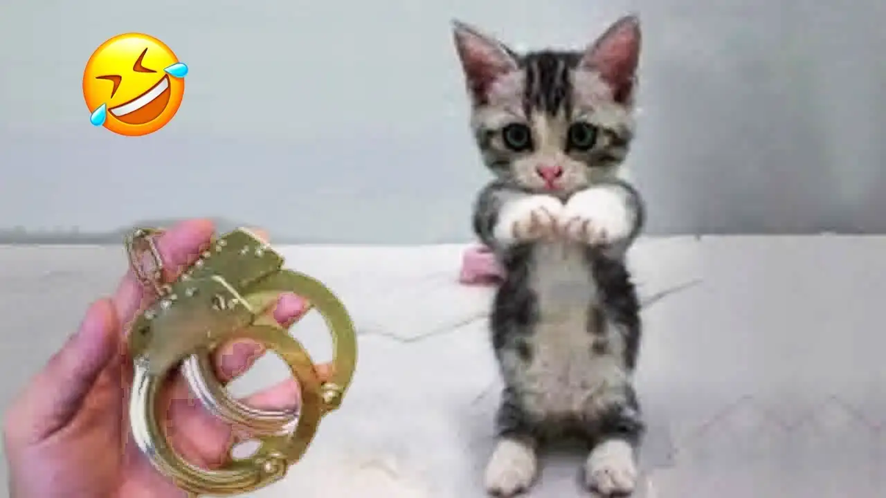 Hilarious pets will brighten your mood instantly! πΉ