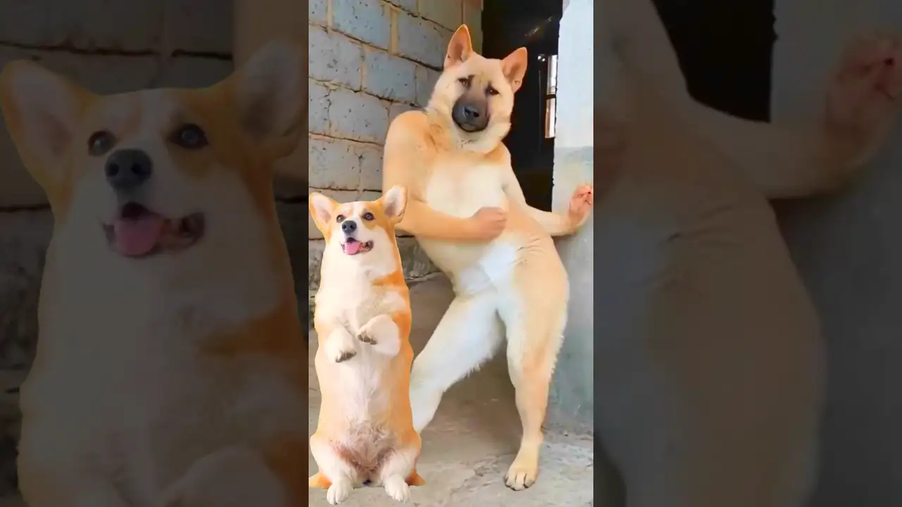 Funny Dog Dancing Video π #dog #puppy #dogdance #puppydance