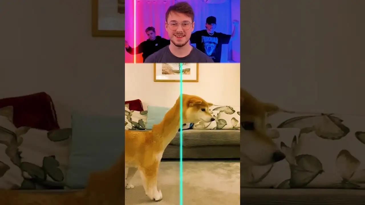 Your Daily Dose of Dog Comedy