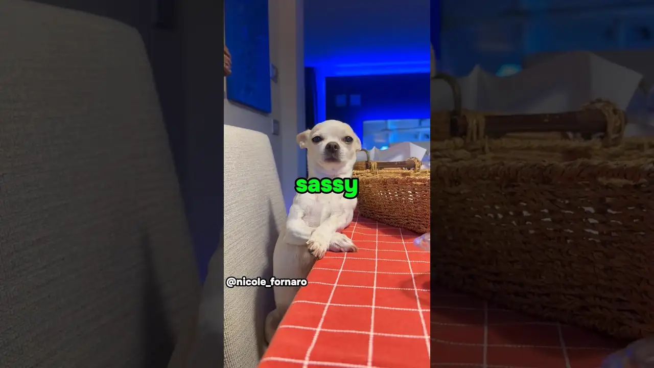 Dogs are too sassy ๐คฃ#dog #funny #pets
